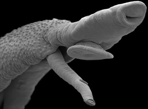 organisme parasite